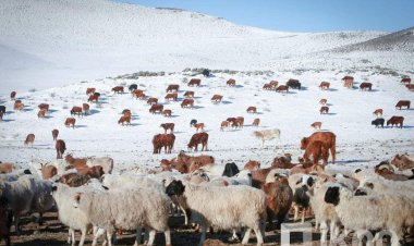 2022 ОНЫ ЖИЛИЙН ЭЦСИЙН МАЛ ТООЛЛОГЫН ДҮН ГАРЛАА.