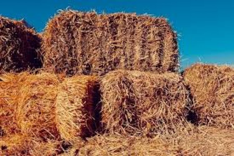 МАЛЧИД, МАЛ БҮХИЙ ИРГЭДИЙН АНХААРАЛД